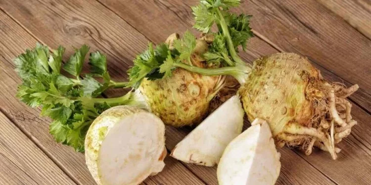 Celery Root