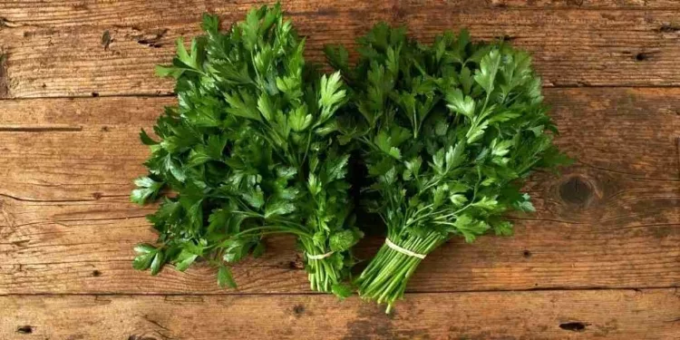 Parsley