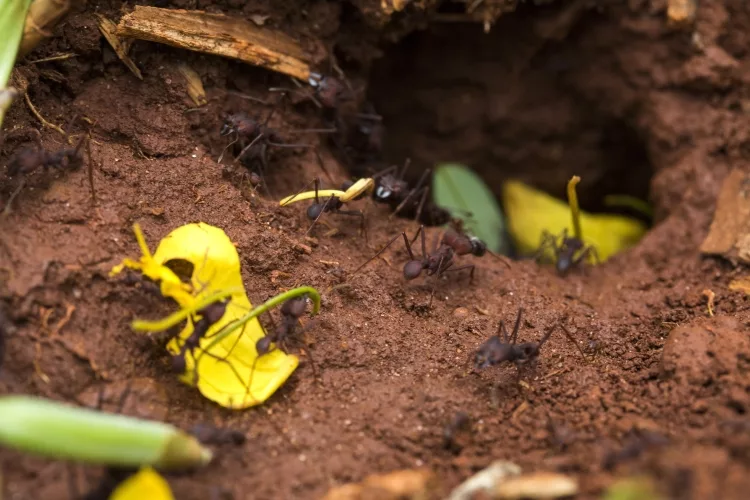 Will vinegar kill ants?