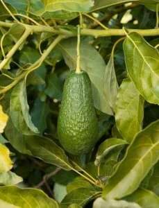 Look At The Stem Avocado