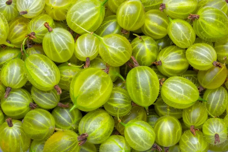 The 4 Best Substitute for Tomatillos in 2023