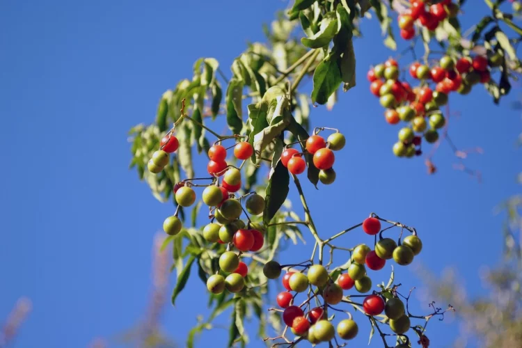 The 4 Best Substitute for Tomatillos in 2023