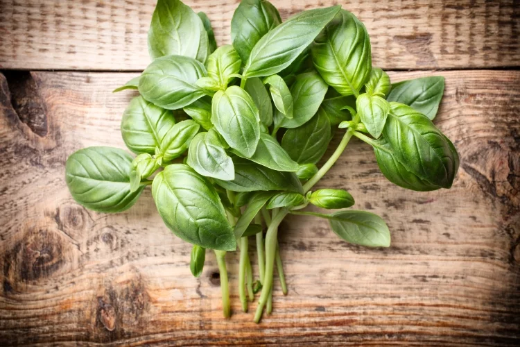 Basil