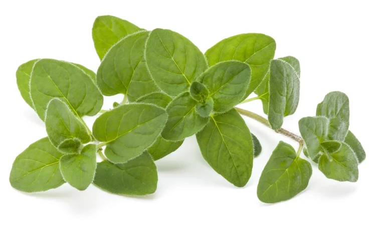 Marjoram