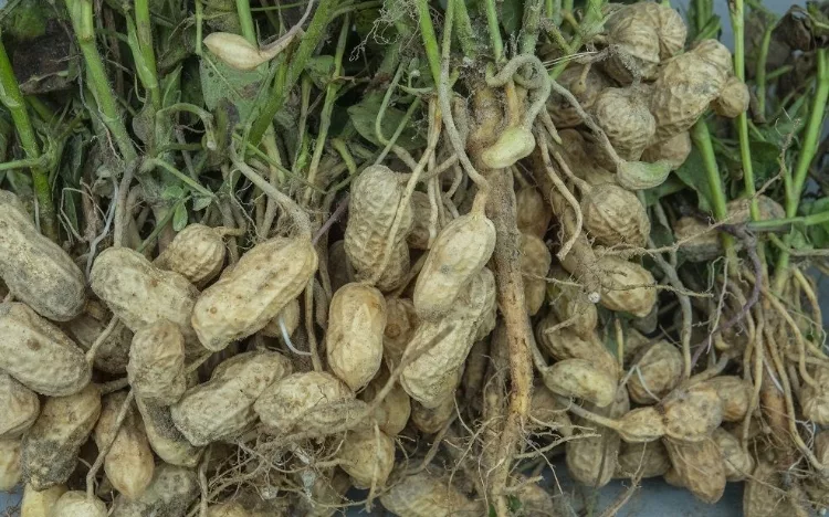 Where to Buy Green Peanuts