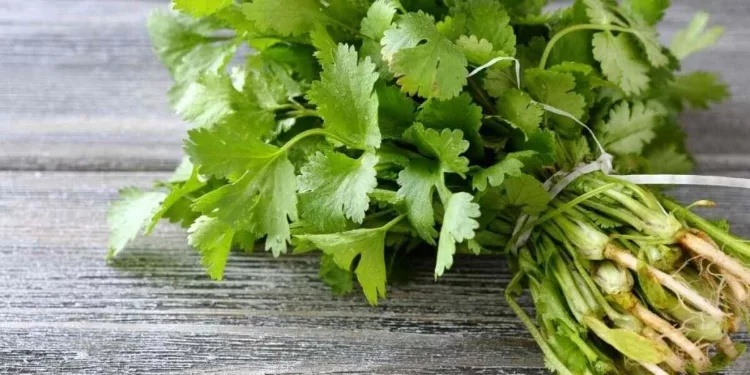 Cilantro