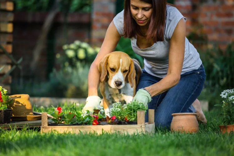 How to Keep Dogs Out of Garden
