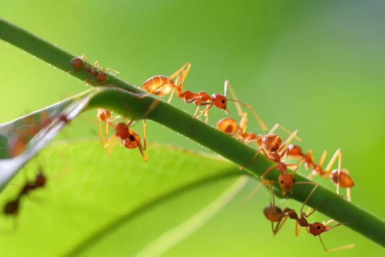 How to Get Rid of Ants in the Garden Soil