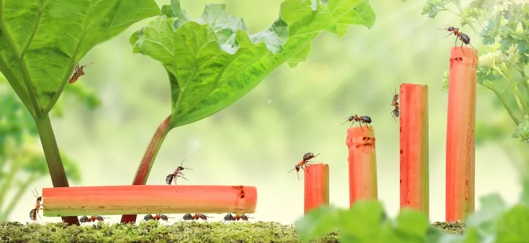 Should I kill ants in my vegetable garden?