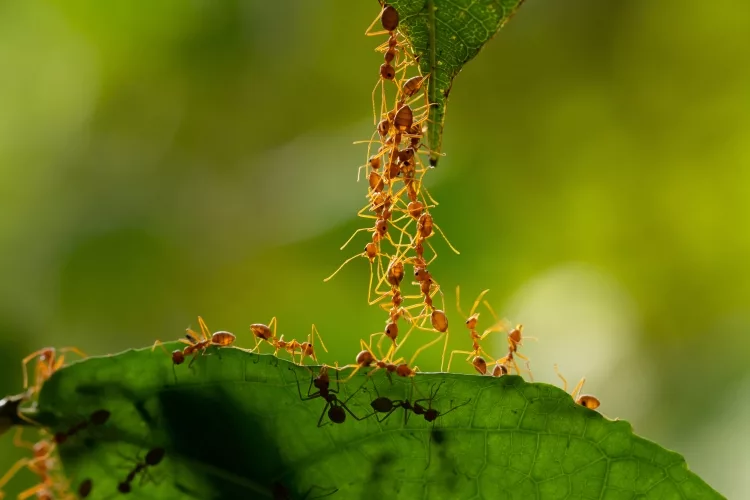 What kills ants but is safe for plants?