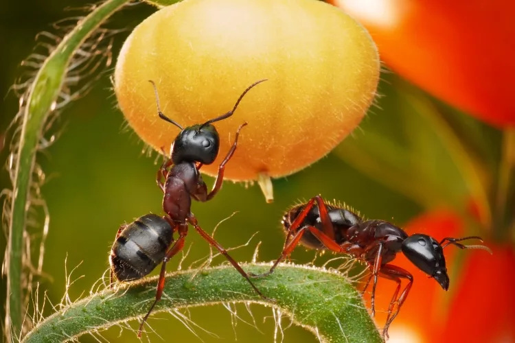 How to get rid of ants in garden without killing plants
