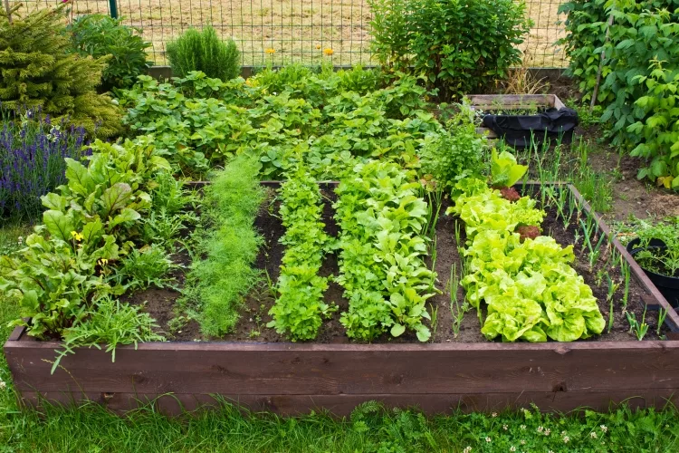 What do you put on the bottom of an elevated garden bed?
