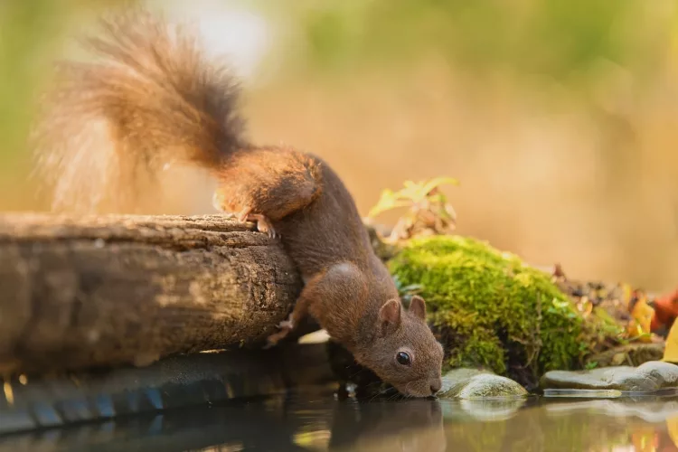 How to Deter Squirrels from Garden