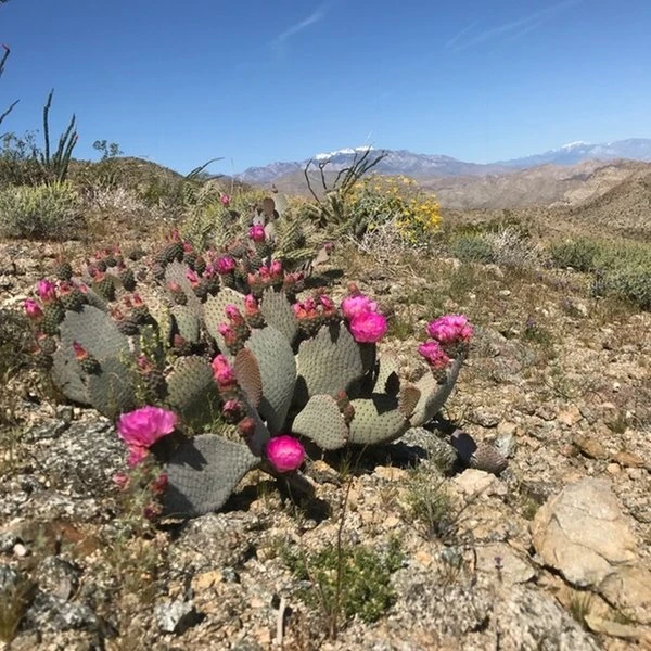 See Desert Cacti Bloom After A Rainy Winter