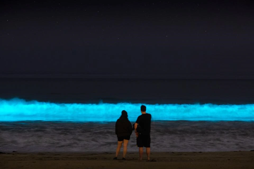 See The Bioluminescent Waves Caused By Red Tides