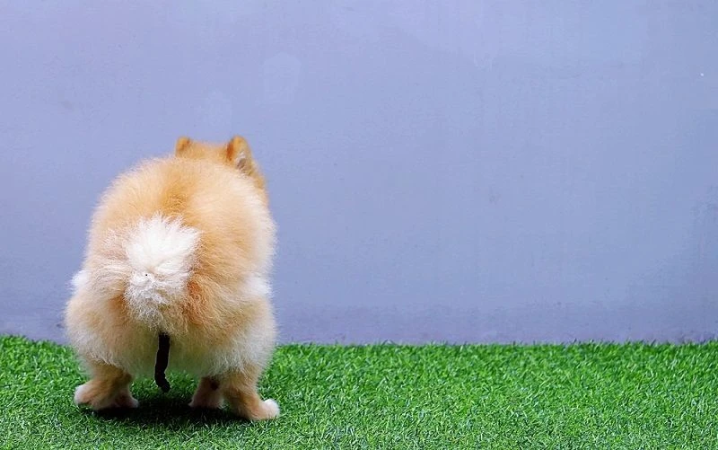 How To Get Dog Poop Out Of Carpet