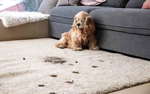 Clean Runny Dog Poop Out Of Carpet