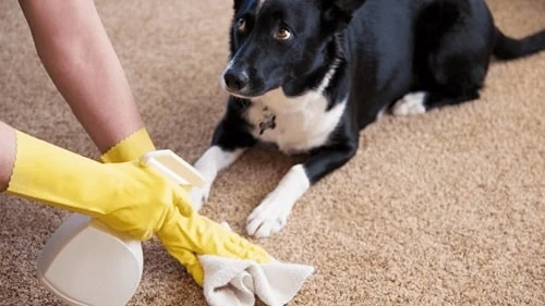 Dog Poop Out Of Carpet