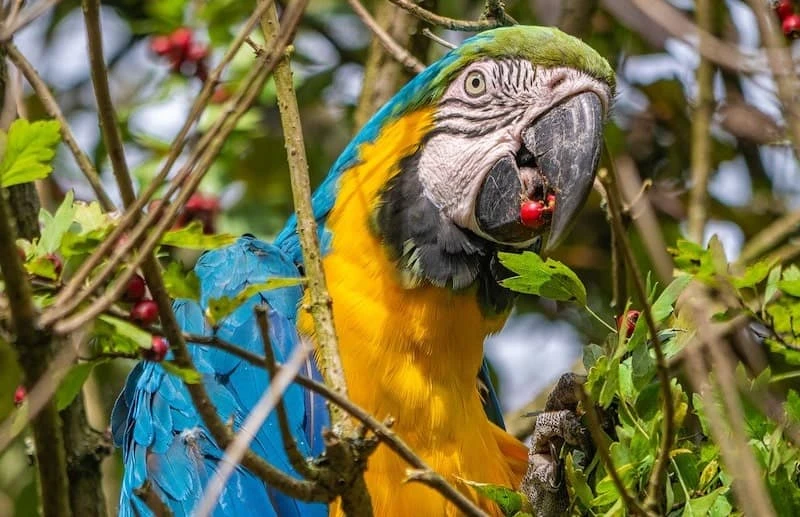 What do Parrots Eat?