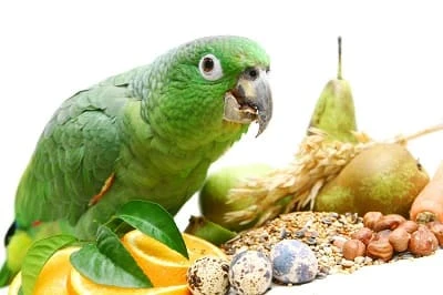 Foods That Parrots Eat For A Balanced Diet