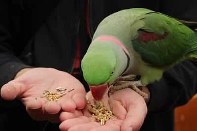 Other Foods You Can Include In Parrot Feeding