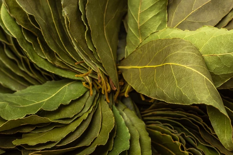 What Is Bay Leaf?