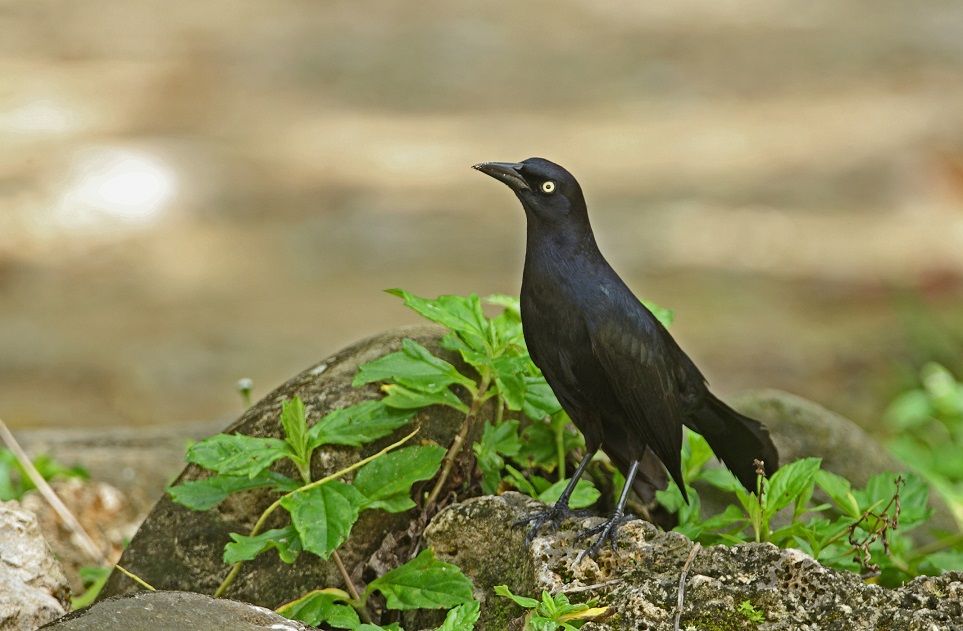 How to Get Rid of Grackles