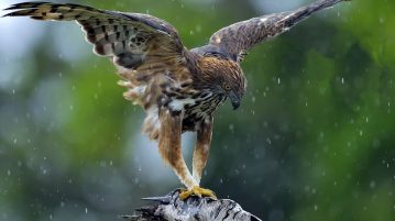 How to Get Rid of Hawks sounds to scare hawks away
