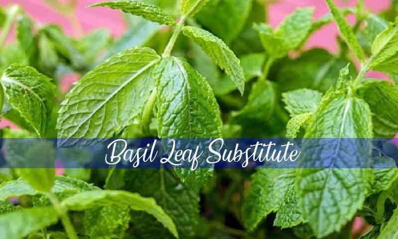 Top 10 Basil Leaf Substitute – Healthier and Easy to Find