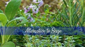 Top 08 Proper Alternative to Sage in 2020 – That You Can Use alternative to sage