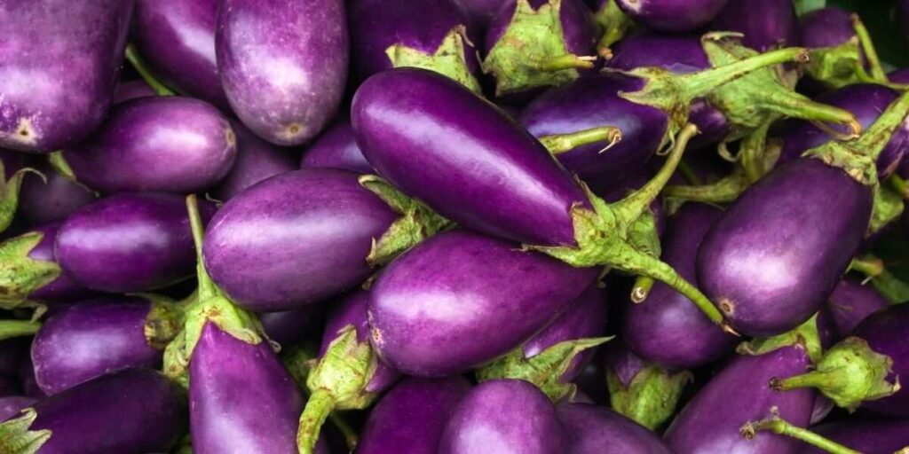 Eggplant