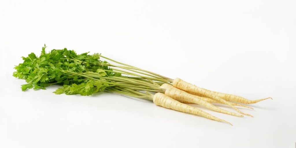 Parsley Root